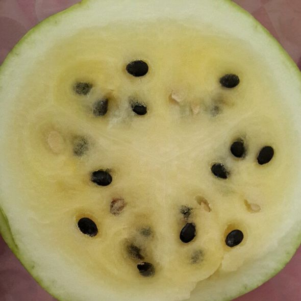 籽瓜