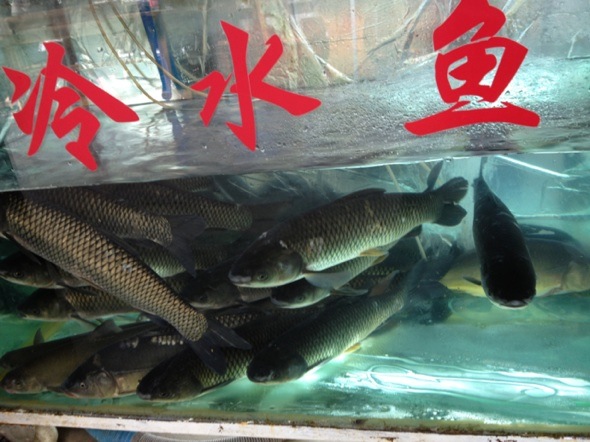 冷水鱼